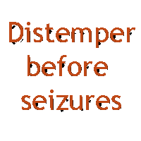 Distemper before seizures