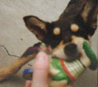 Tug, the puppy