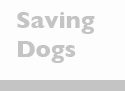 Save Dogs From Canine Distemper